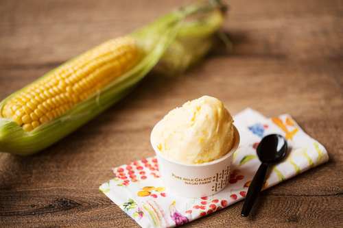 Summer taste “Corn Gelato”