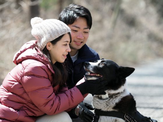 “Walking in the forest with a bear dog” only during the bear hibernation season