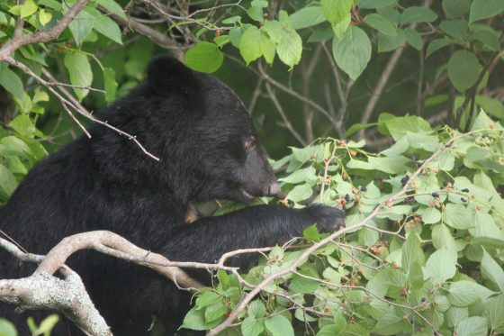 Karuizawa Asia Black Bear Classroom