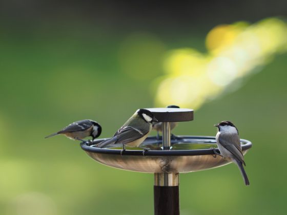 庭に野鳥を呼ぶ方法