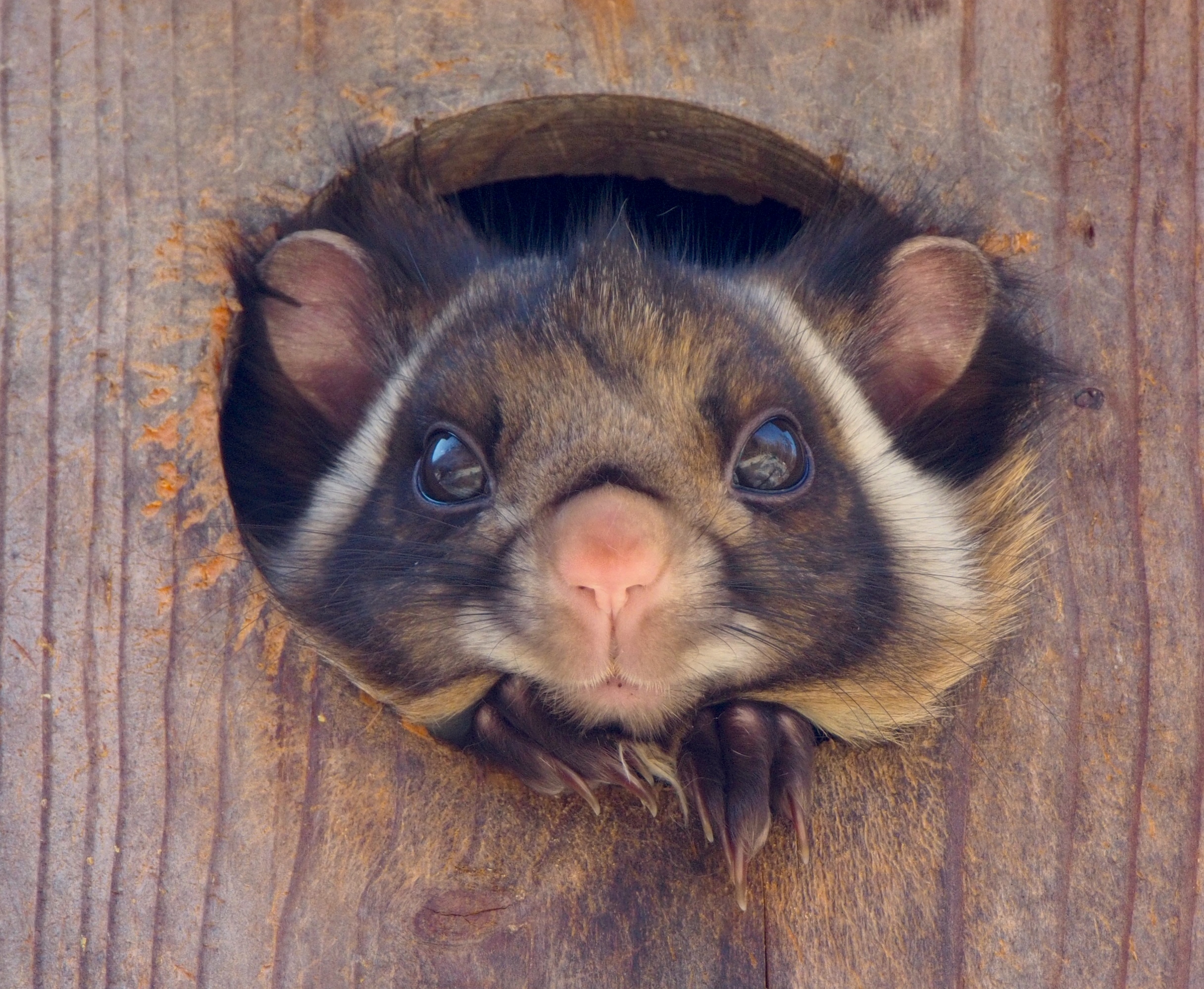 “Flying Squirrel Watching” is being held