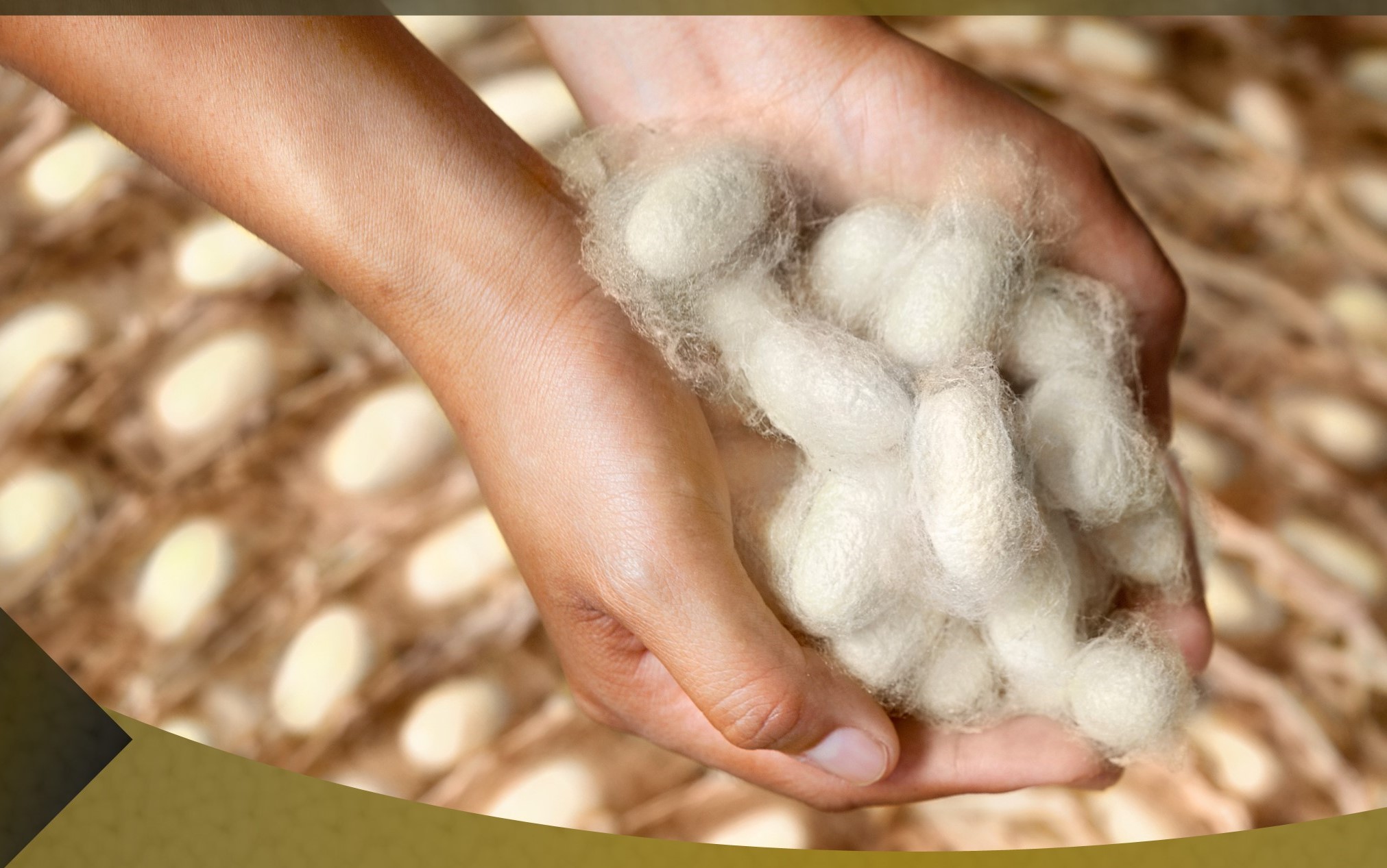 Enjoy the comfort of pure domestic silk at “Silk Fair”