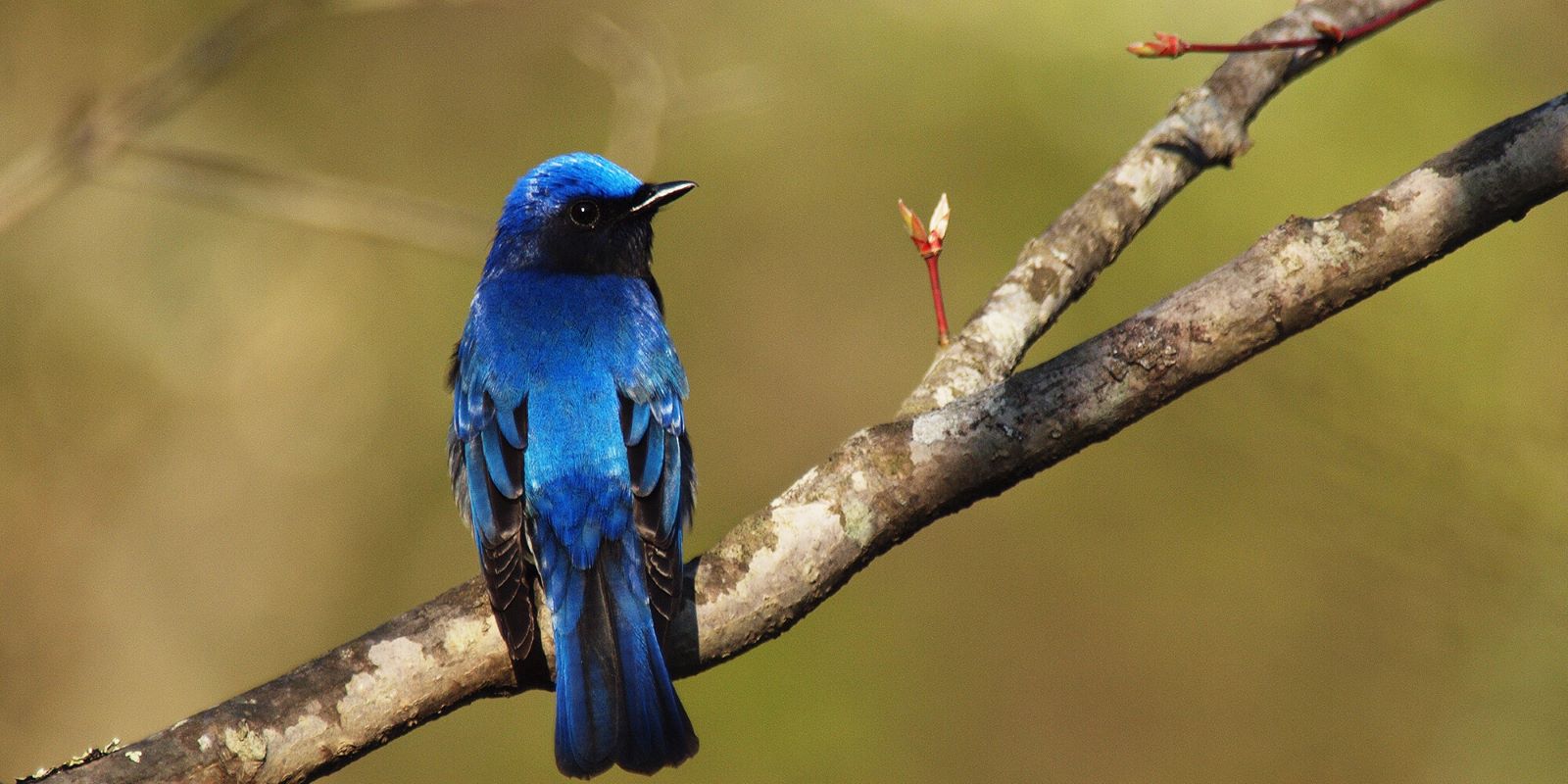 Introducing recommended nature tours from April to May