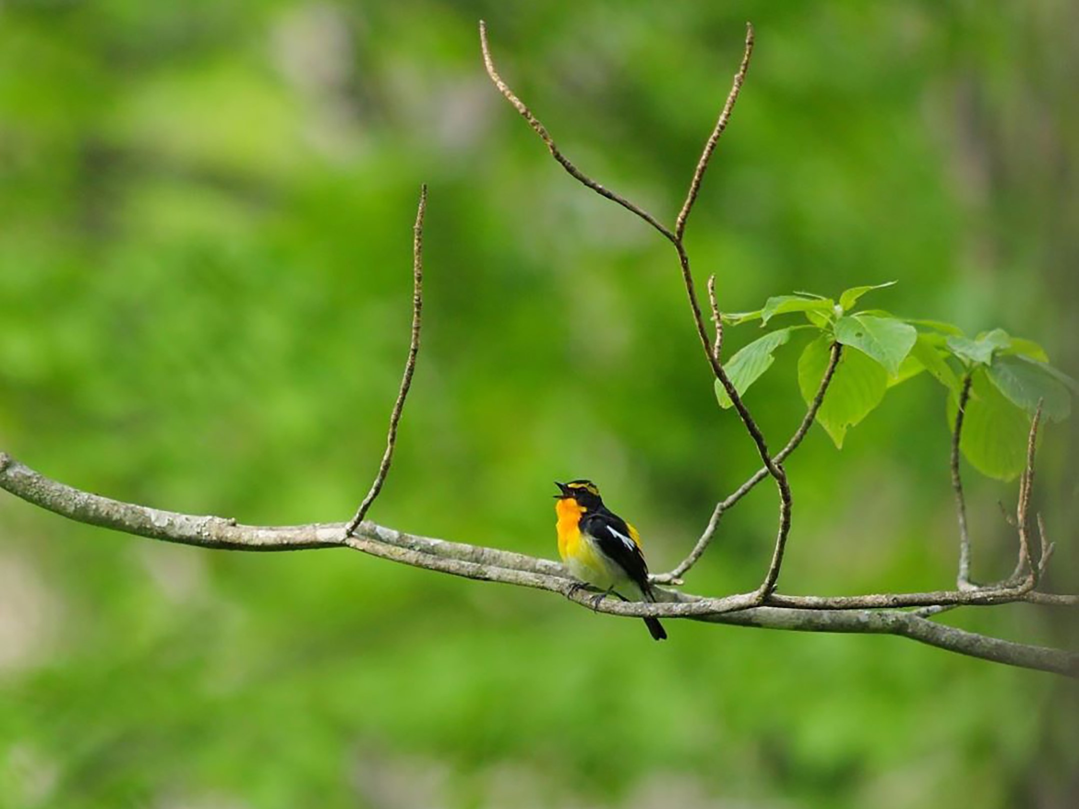 Best season! Early morning bird watching will be held every day until May 5th
