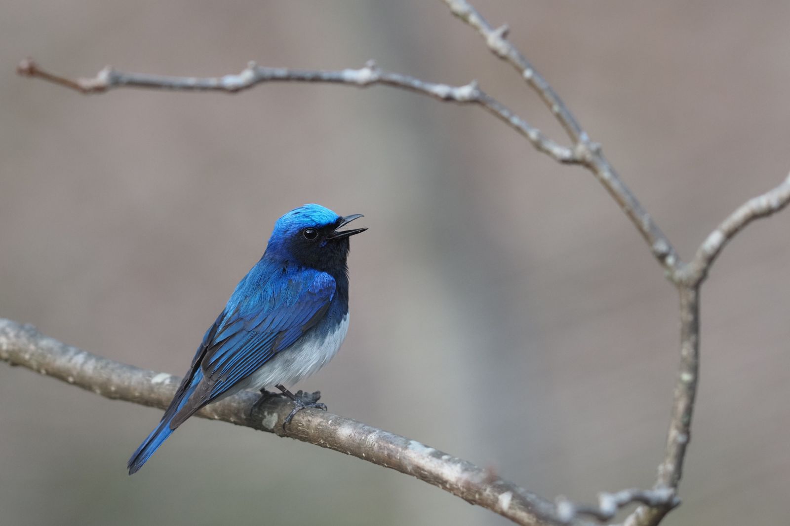 鳥の「まなざし」と出会う、春の野鳥撮影ワークショップ & トークセミナー