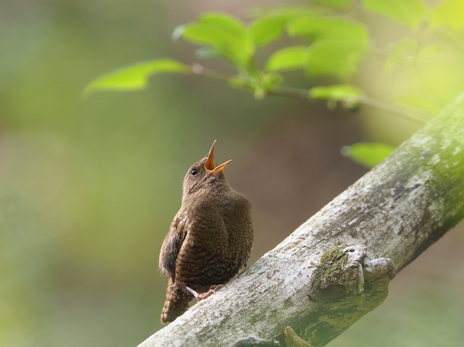 春のバードウォッチングシーズン到来! 写真家・菅原貴徳氏のトークセミナーや早朝ツアーを開催