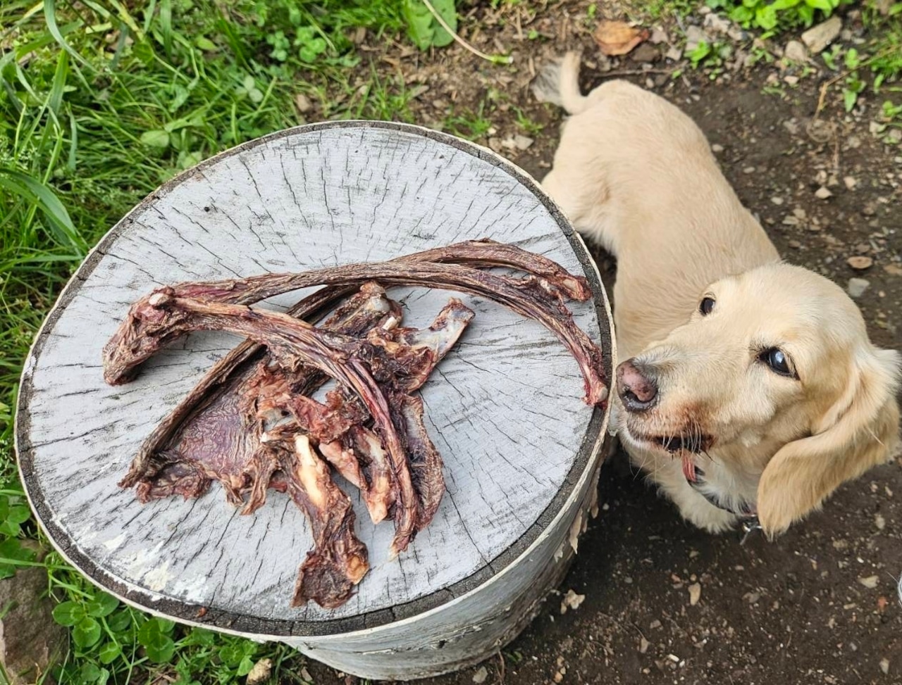 Special items to enjoy with your beloved dog or cat