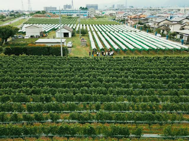 「FZ farm Furusato Vineyard」ファーストヴィンテージワイン登場！